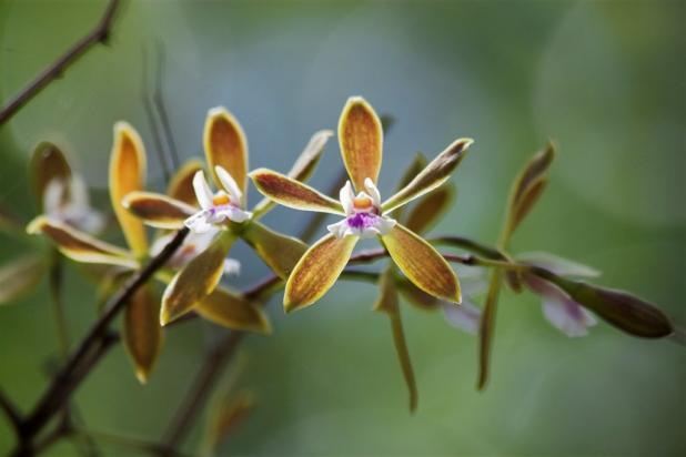 Butterfly Orchid Plant