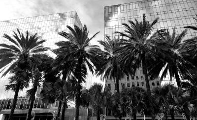 Black and white photo of palm trees in front of two tall buildings
