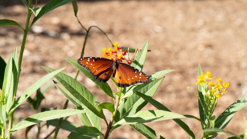 butterfly pittman park